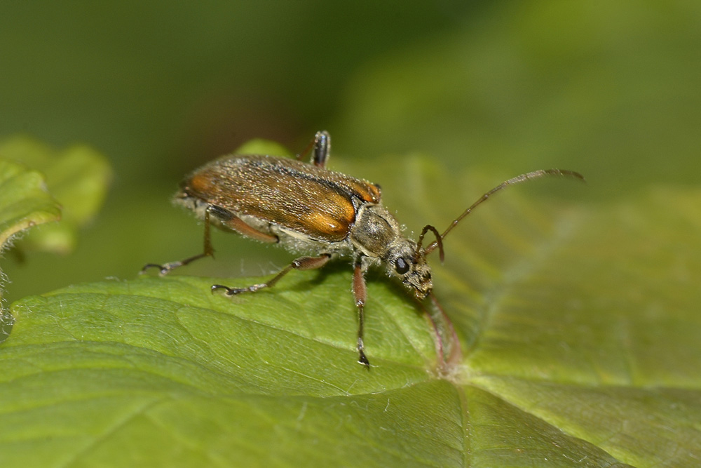 Cerambycidae: Cortodera humeralis?   Sì  !